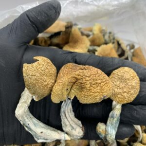 Transkei Magic mushroom - core fusion store